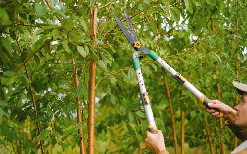 Tree trimming in Cassville, WI